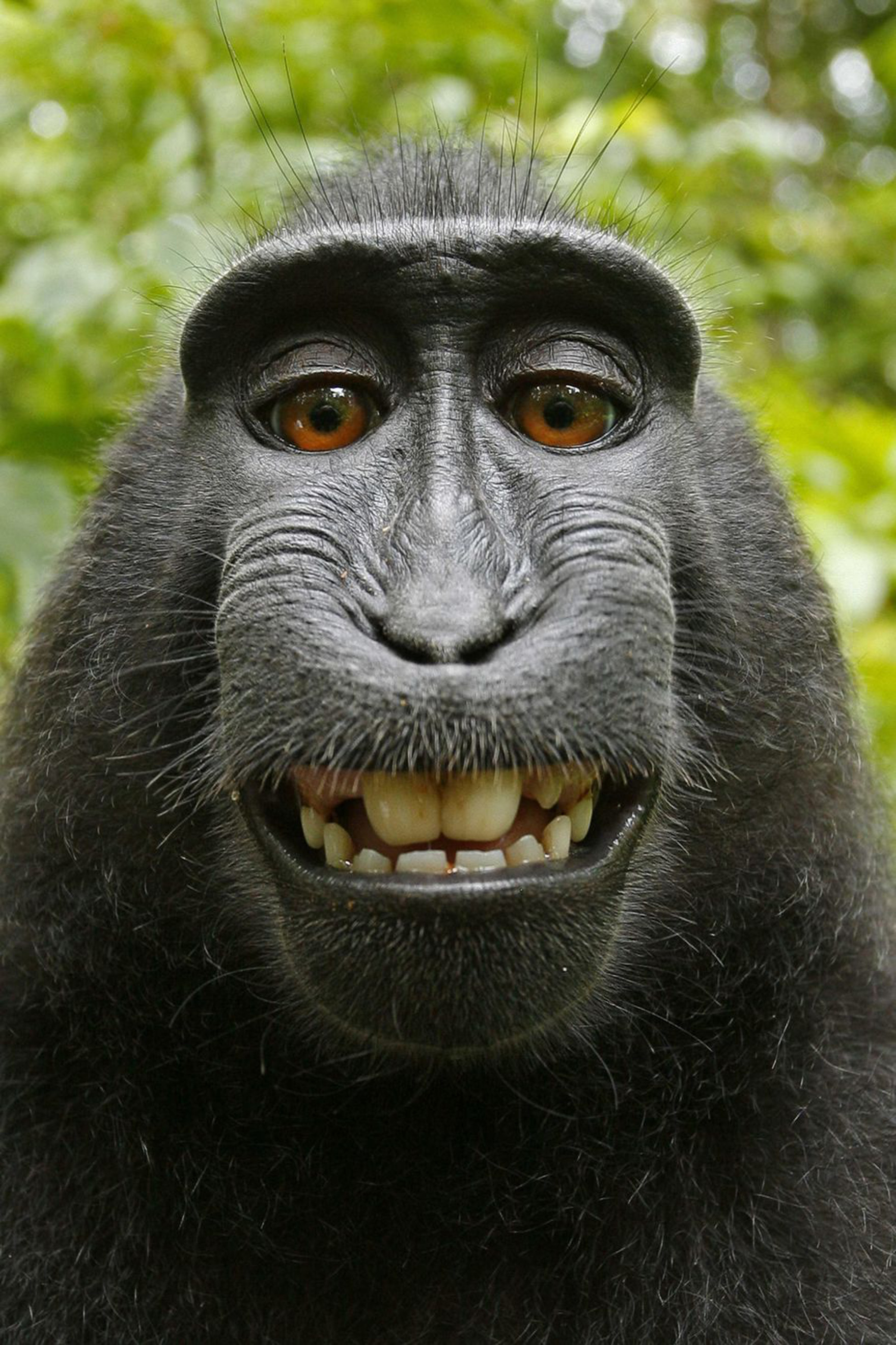 Macaca Nigra Self Portrait